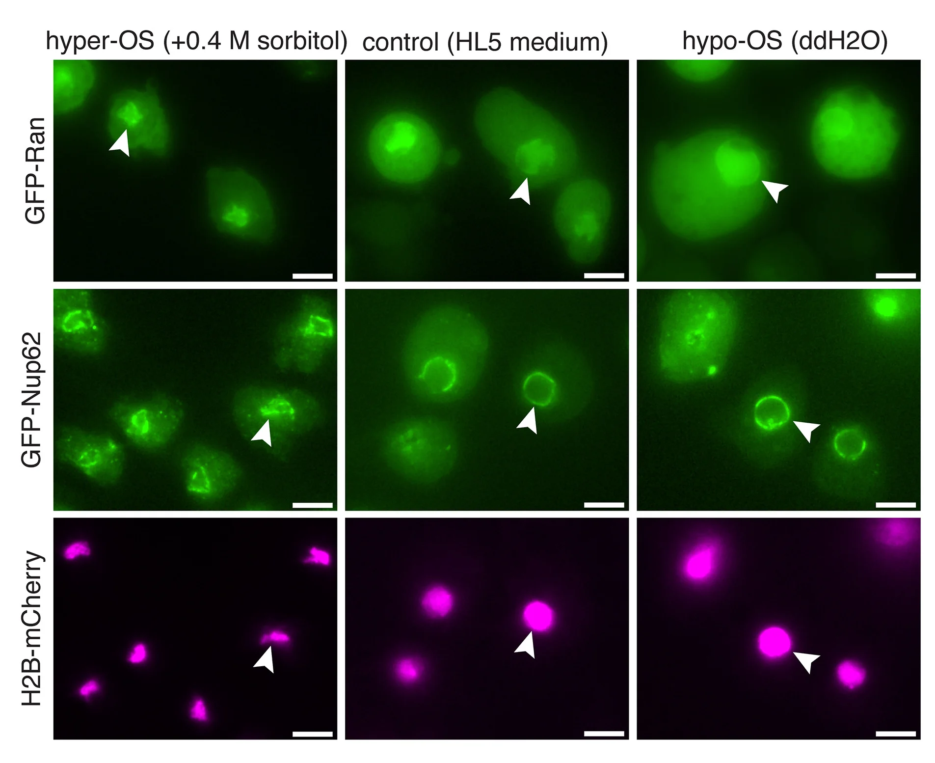 Open access visualization of Microscopy, Fluorescence Microscopy, Cells, Nuclear Marker Proteins, GFP-Ran
