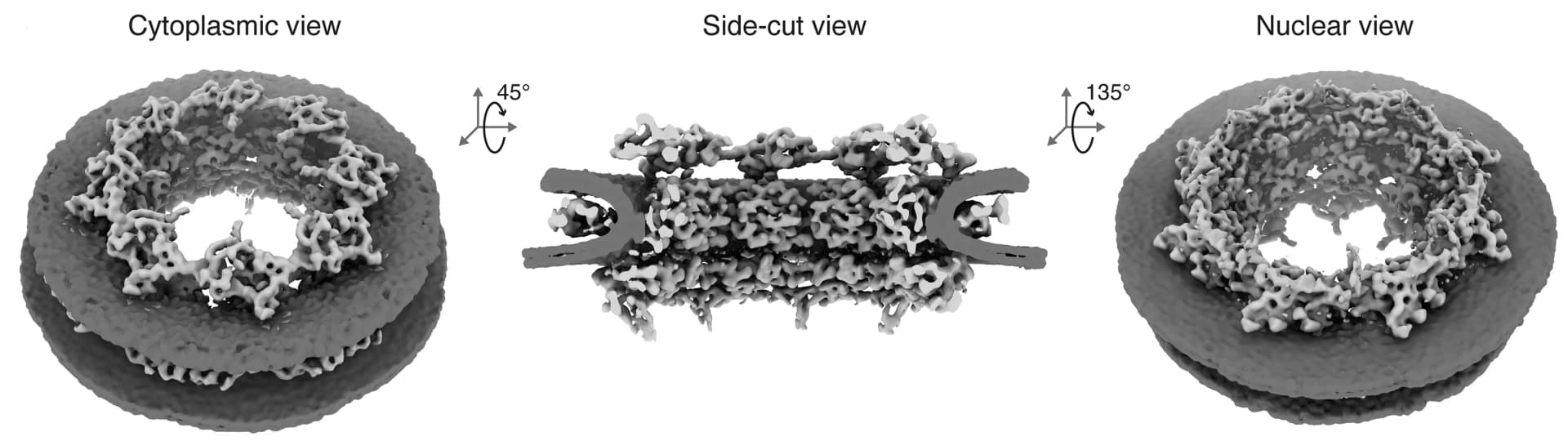 Open access visualization of Protein Structure, STA Map, D. Discoideum, NPC, Cytoplasmic View