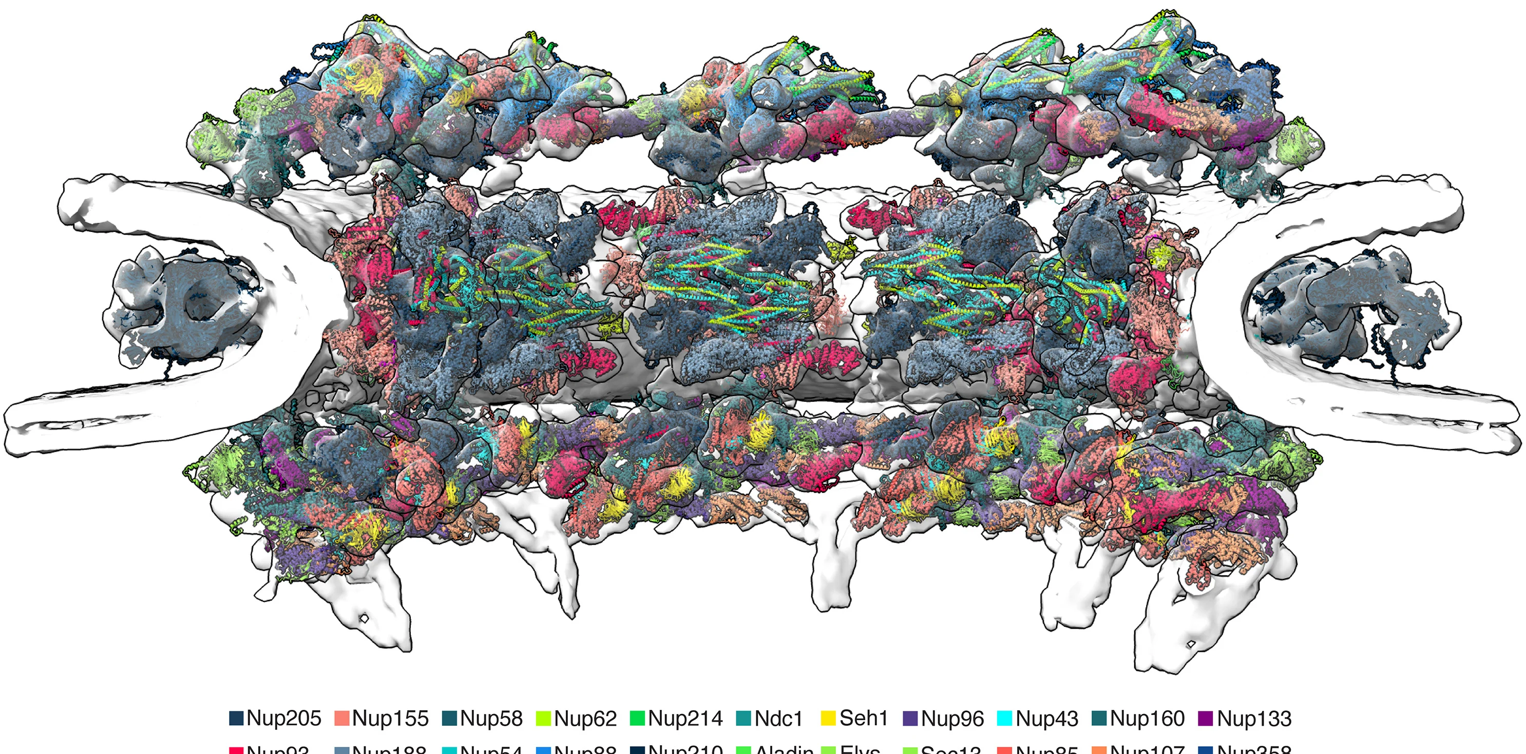 Open access visualization of Protein Structure, Structural Model, D. Discoideum, NPC Scaffold, AlphaFold Models
