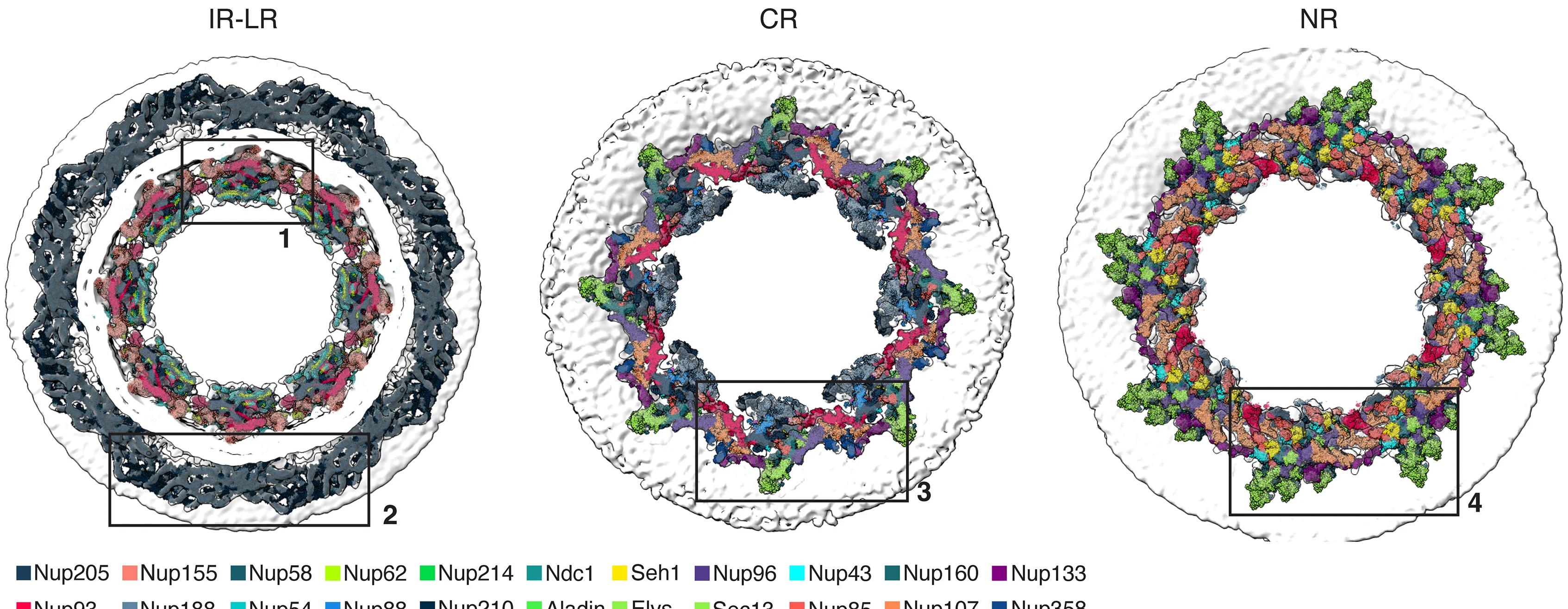 Open access visualization of Protein Structure, Inner Ring, Luminal Ring, Cytosolic Ring, Nuclear Ring