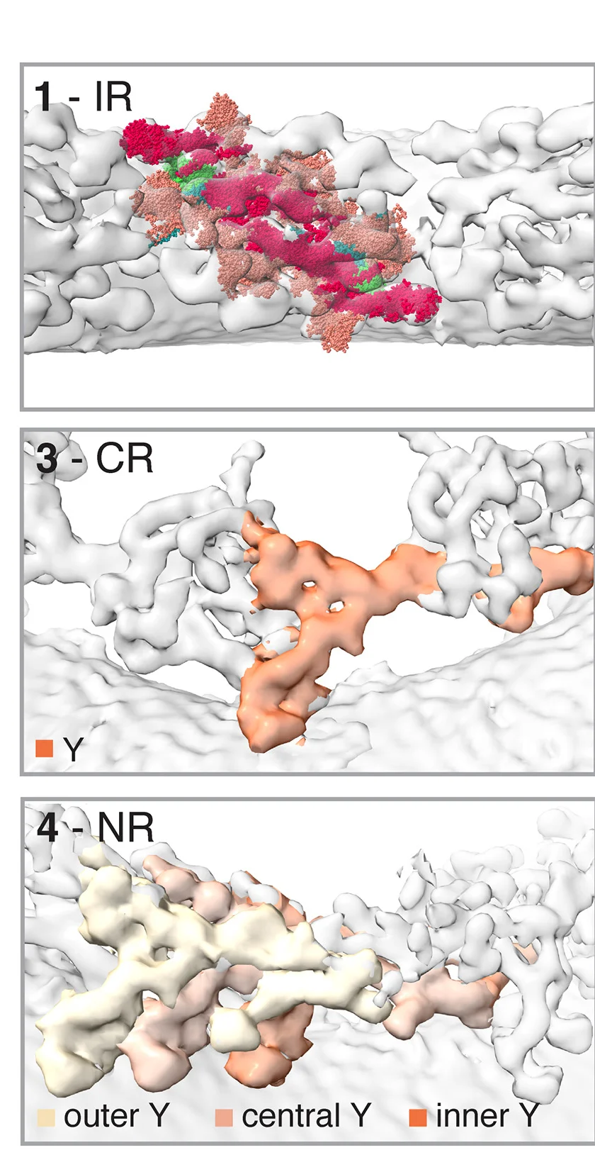 Open access visualization of Protein Structure, Inner Ring, AlphaFold Models, Nups, Luminal Ring