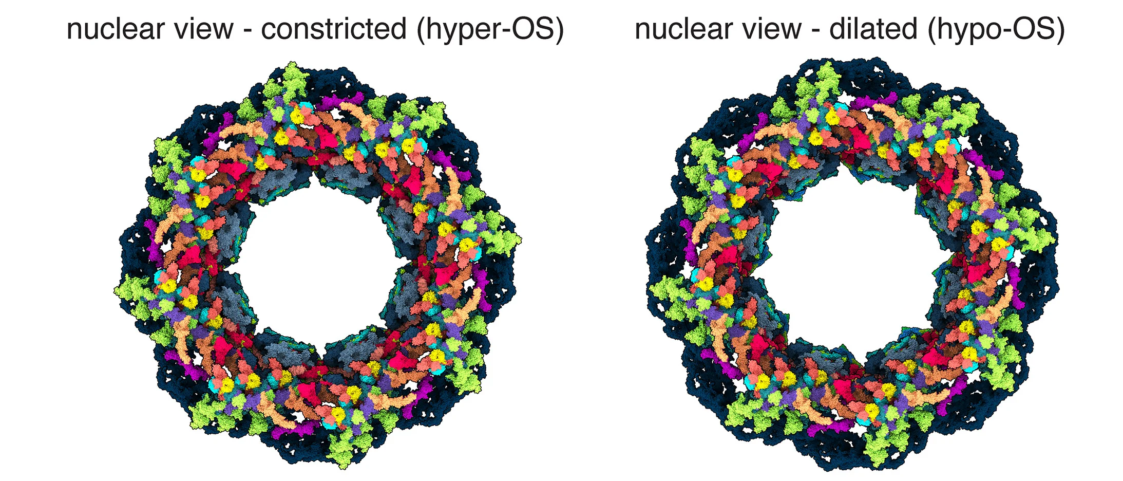 Open access visualization of Protein Structure, NPC, Scaffold, Subunit