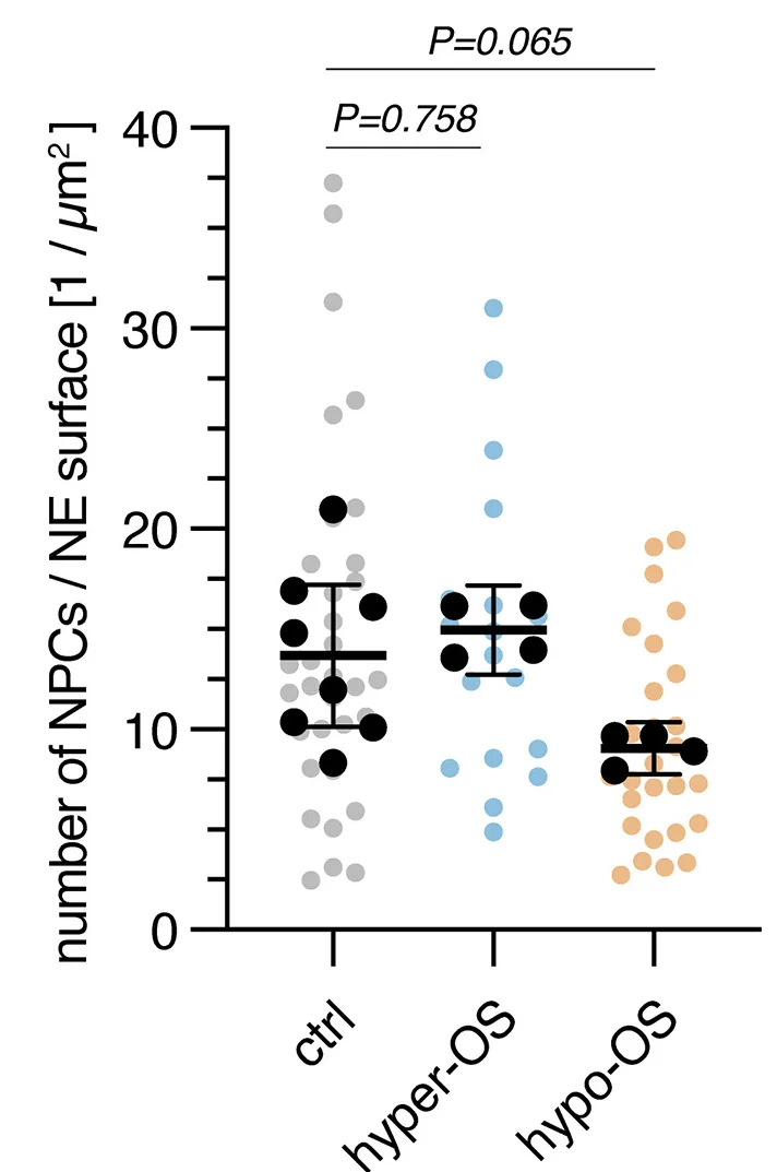 Open access visualization of Scatter Plot, Error Bars, NPC, NE, Surface Area