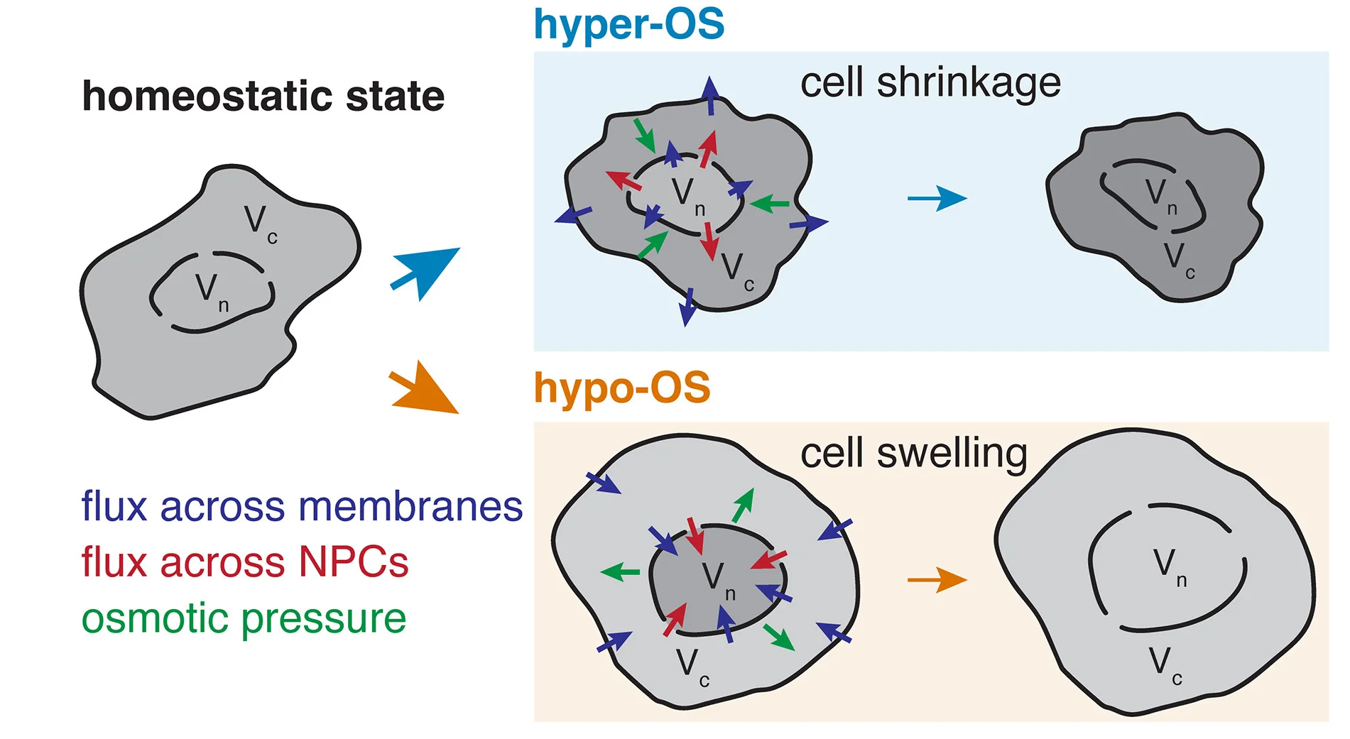 Open access visualization of Illustration, Workflow, Cellular Volume, Nuclear Volume, Osmotic Stress