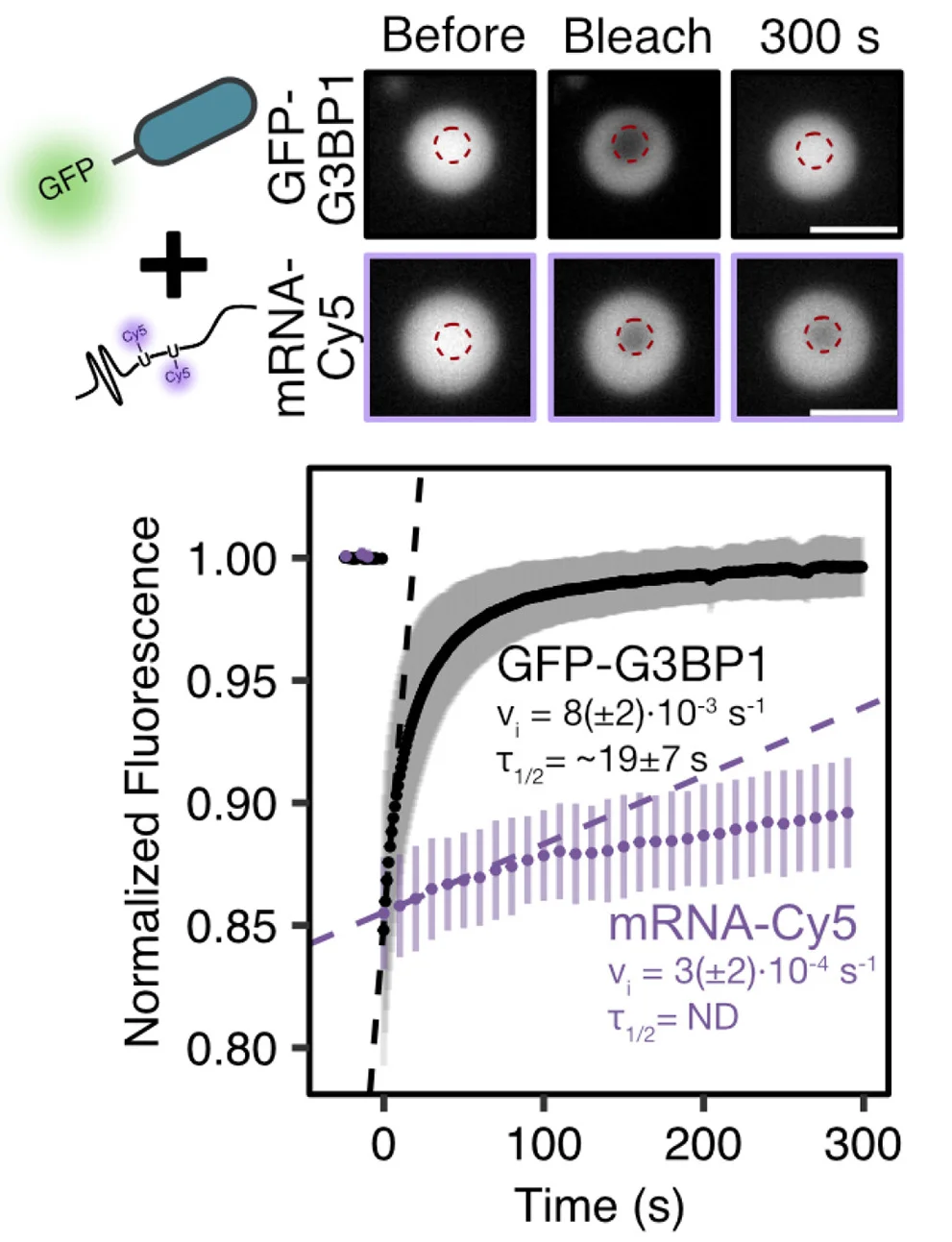 Open access visualization of Line Plot, Error Bars, Microscopy, Illustration, FRAP Analysis