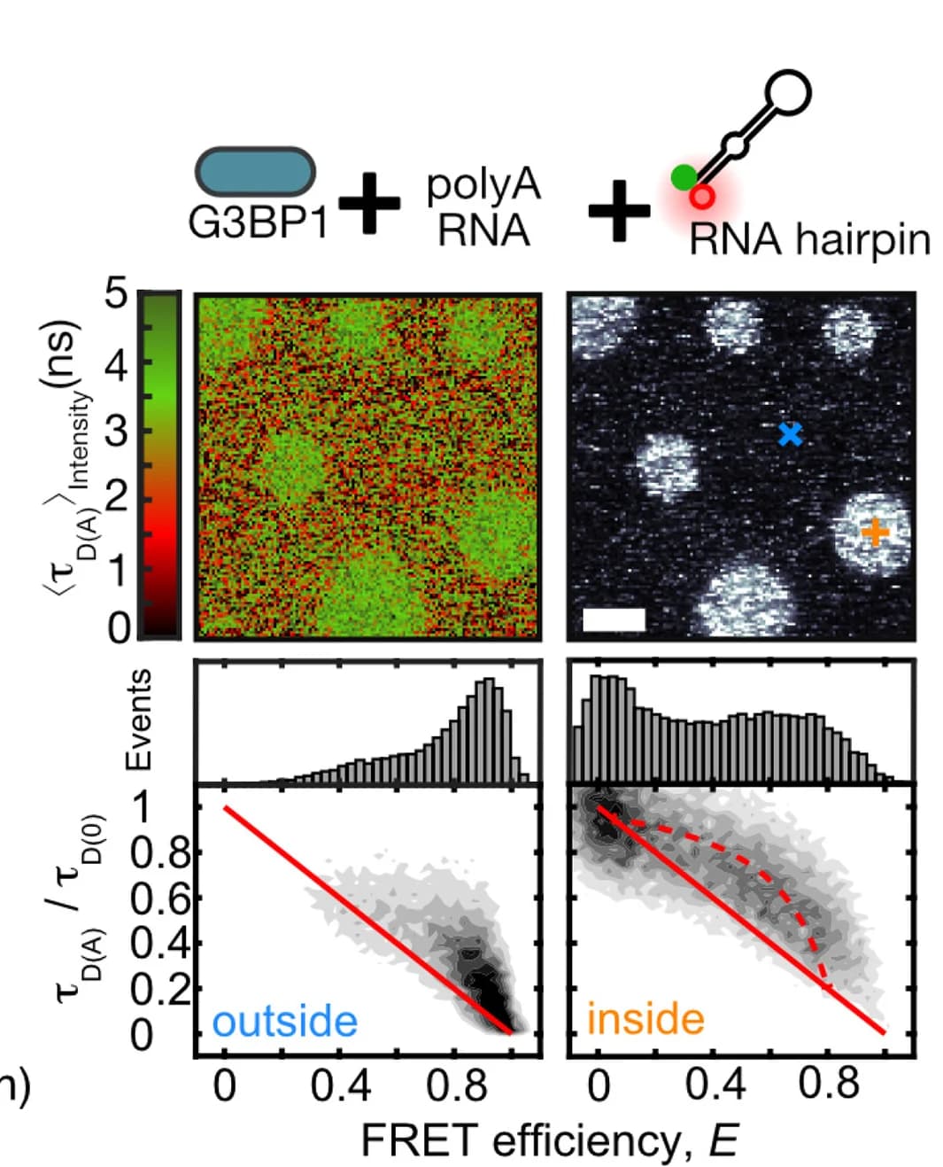 Open access visualization of Scatter Plot, Heatmap, Bar Plot, Microscopy, Single-Molecule FRET