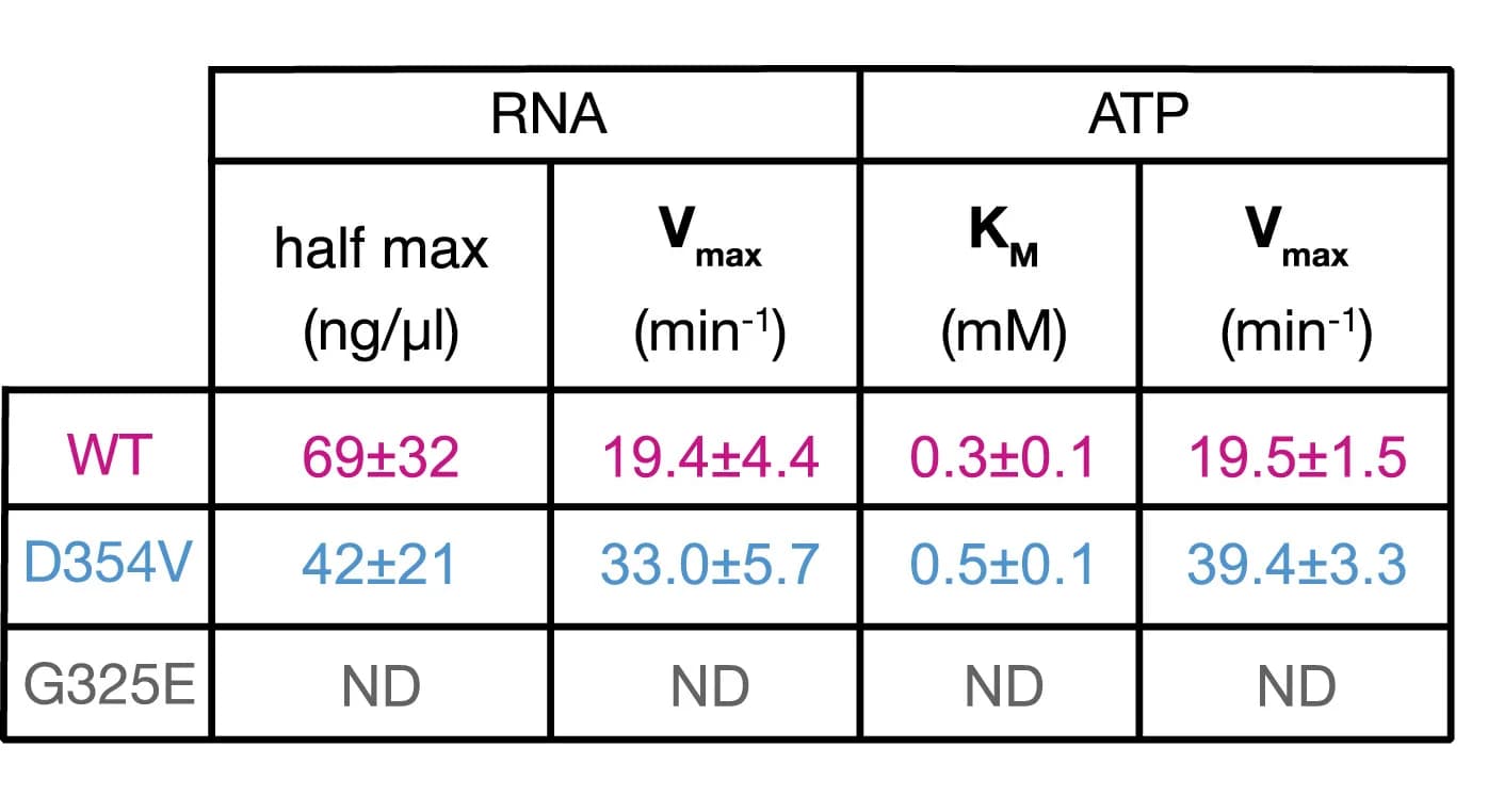 Open access visualization of Table Image, Enzyme Kinetics, RNA-stimulated ATP Turnover, DDX3X