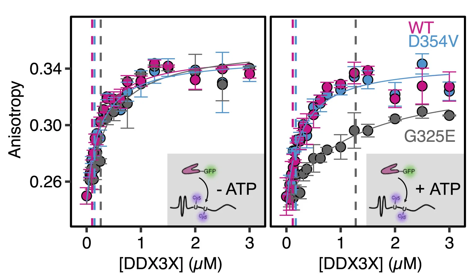 Open access visualization of Scatter Plot, Error Bars, Line Plot, Fluorescence Anisotropy, NRAS-NanoLuc mRNA-Cy5