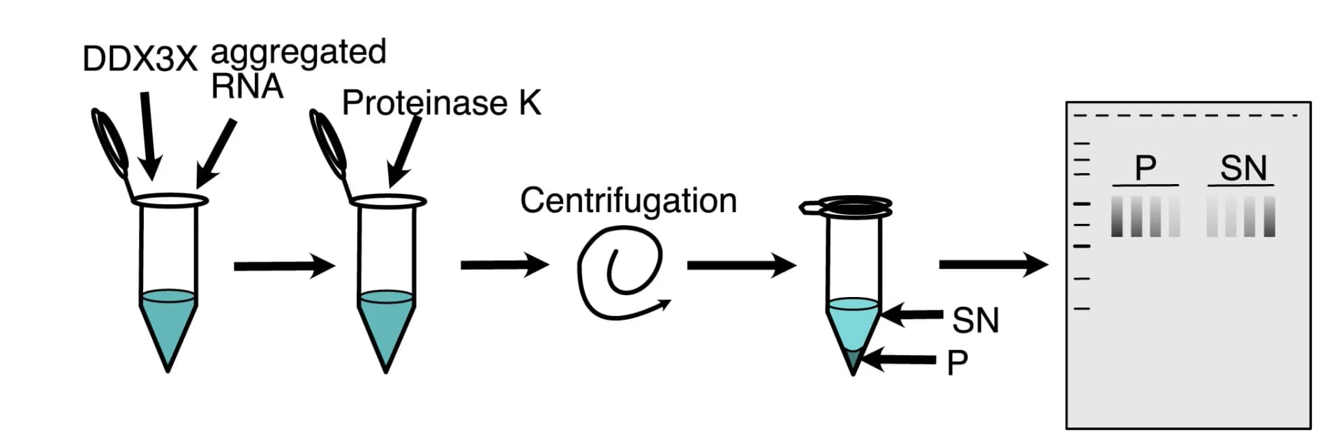 Open access visualization of Workflow, Gel, RNA Disaggregation Assay, Aggregated RNA, DDX3X