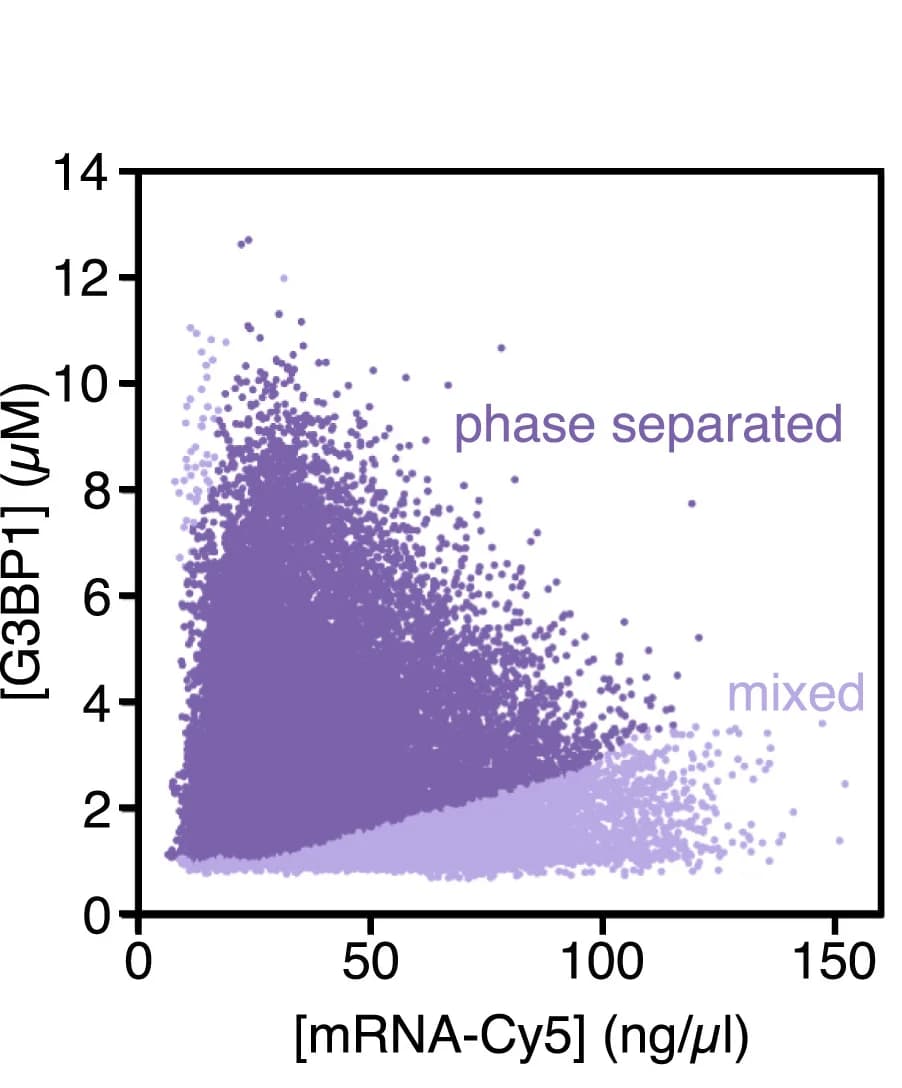 Open access visualization of Scatter Plot, Concentration Profile, G3BP1, mRNA-Cy5, Reaction Buffer