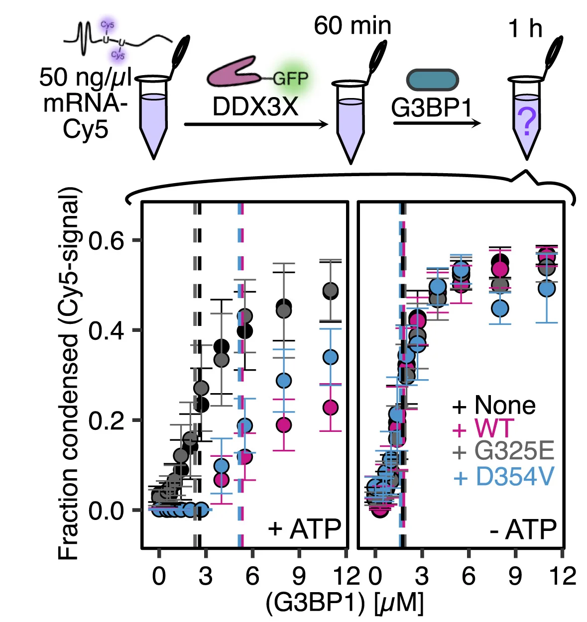 Open access visualization of Scatter Plot, Error Bars, Workflow, RNP Granule Assembly, DDX3X