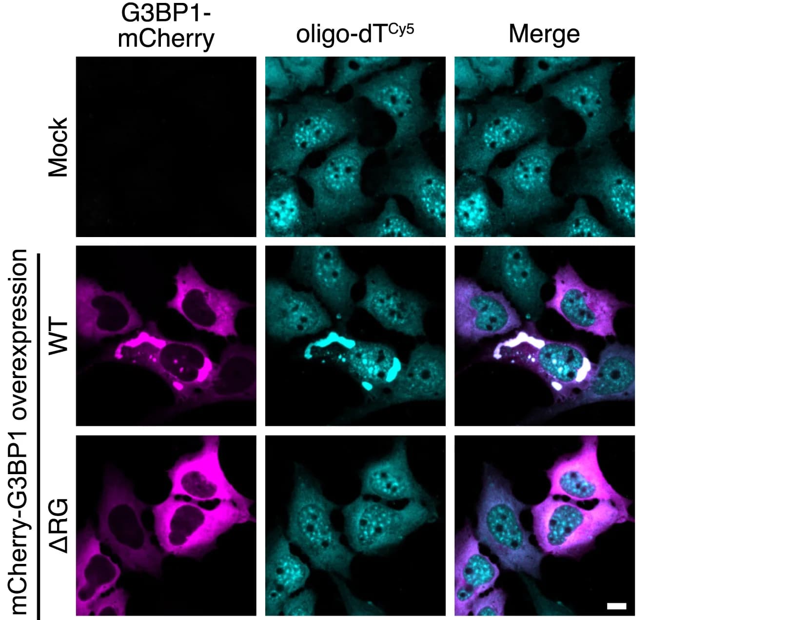 Open access visualization of Microscopy, Fluorescence Images, G3BP1/2 Knockout U2OS Cells, mCherry-G3BP1(WT), mCherry-G3BP1(ΔRG)