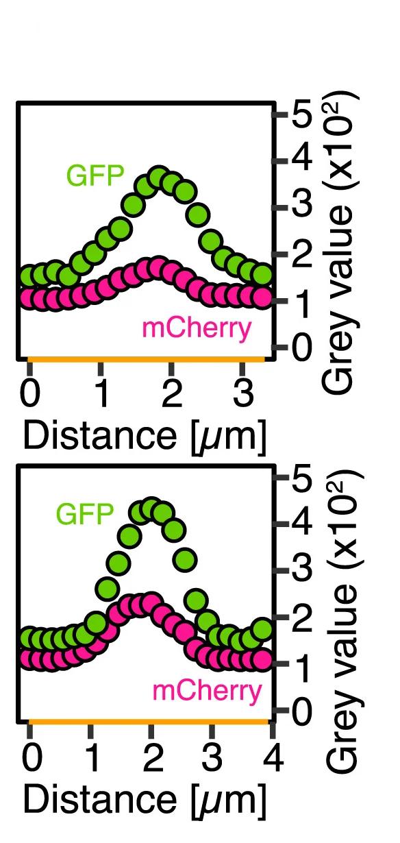 Open access visualization of Line Plot, Scatter Plot, Fluorescence Intensity Analysis, G3BP1, mCherry