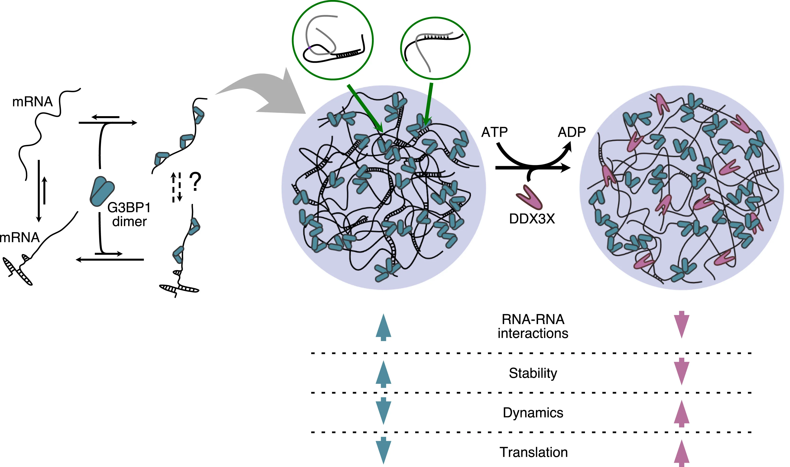 Open access visualization of Workflow, Illustration, G3BP1, RNA, RNP Granule