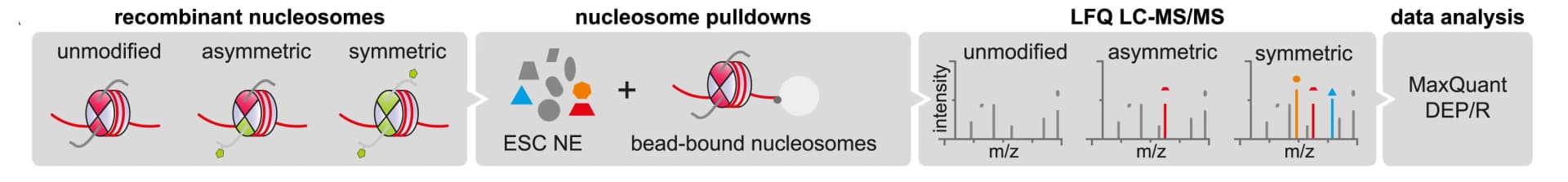 Open access visualization of Workflow, Illustration, Nucleosome, Histone Mark, Assay