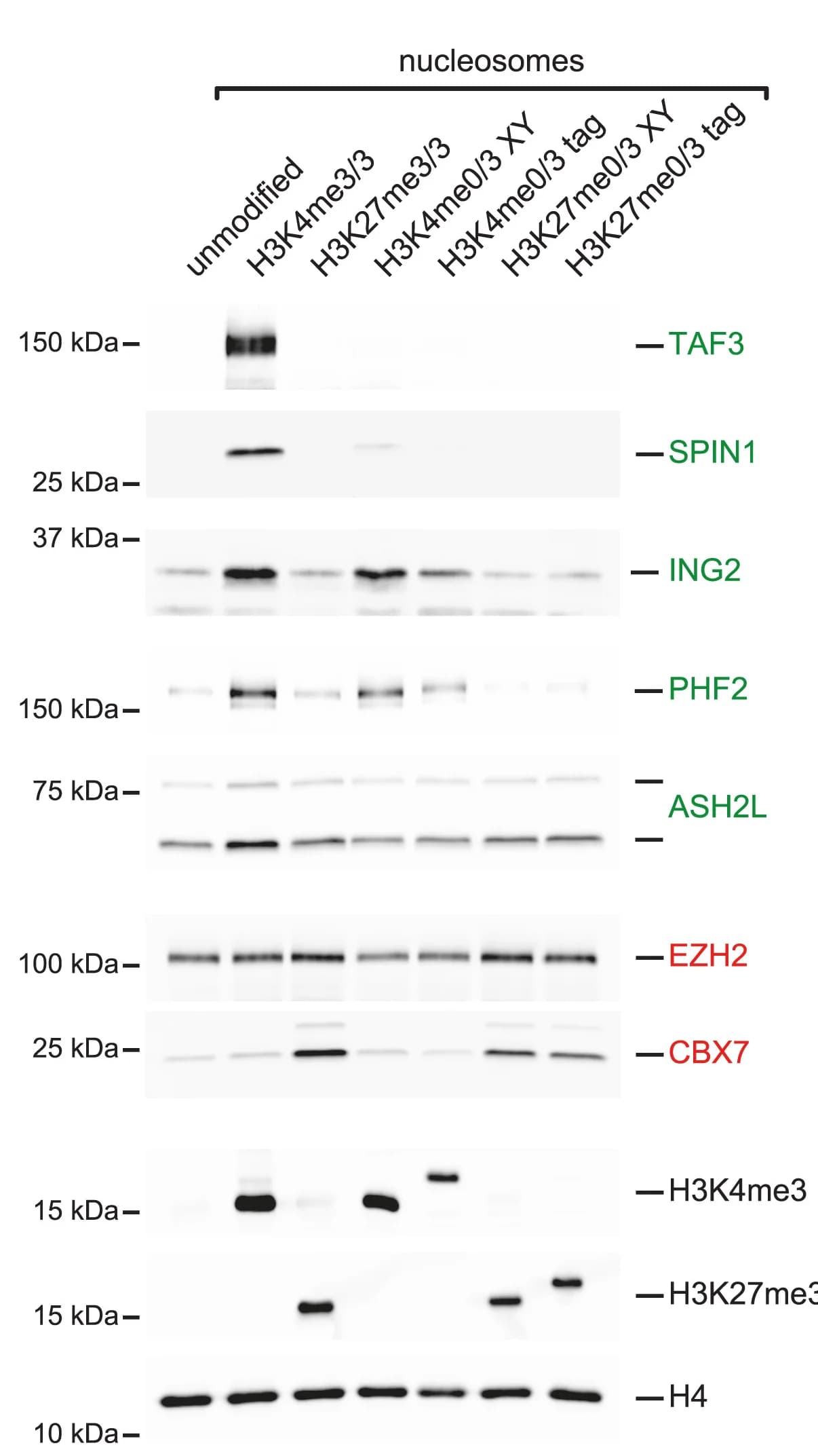 Open access visualization of Gel, Western Blot, Nucleosome, H3K4me3, H3K27me3