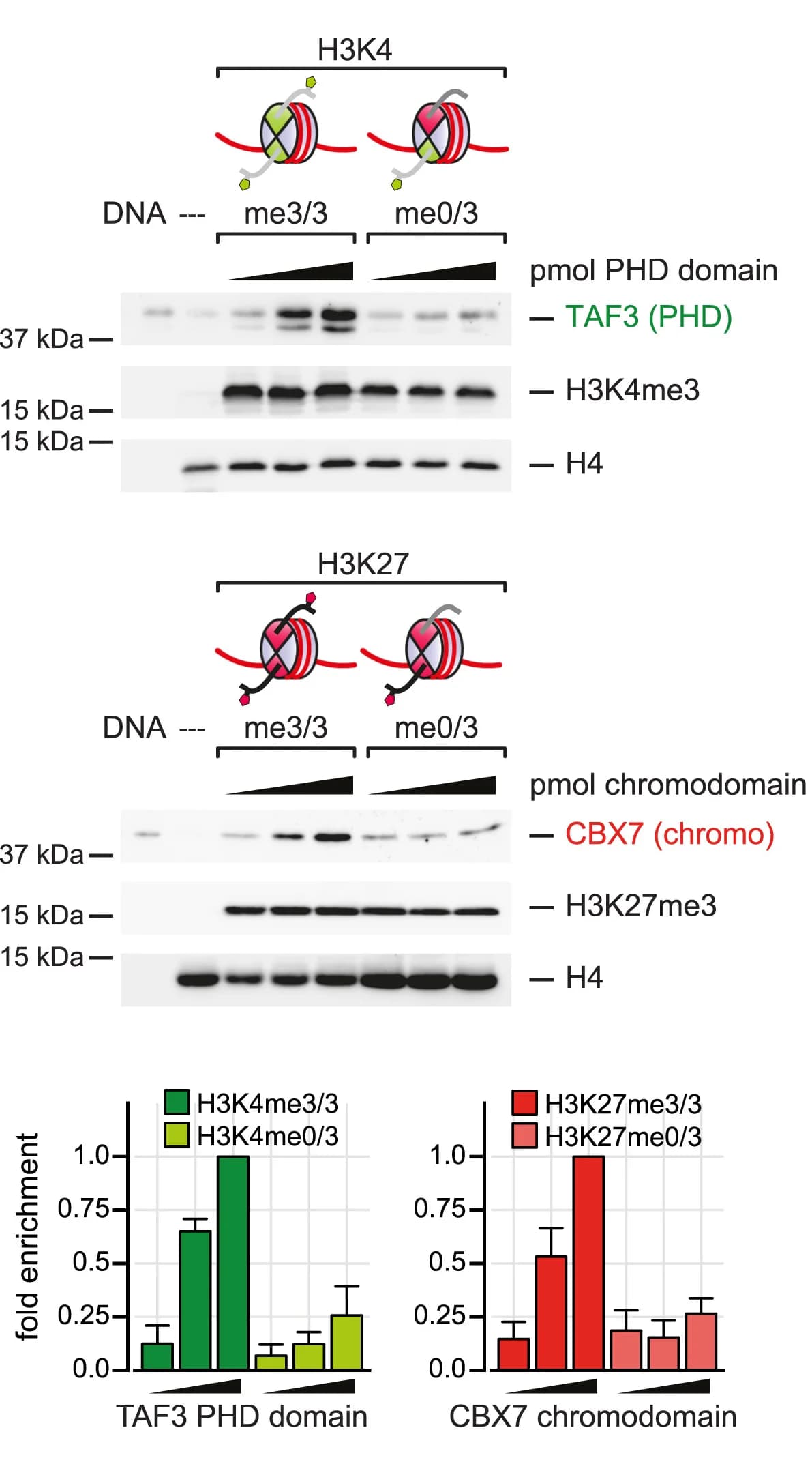 Open access visualization of Gel, Bar Plot, Error Bars, Pull-Down Assay, Recombinant Protein