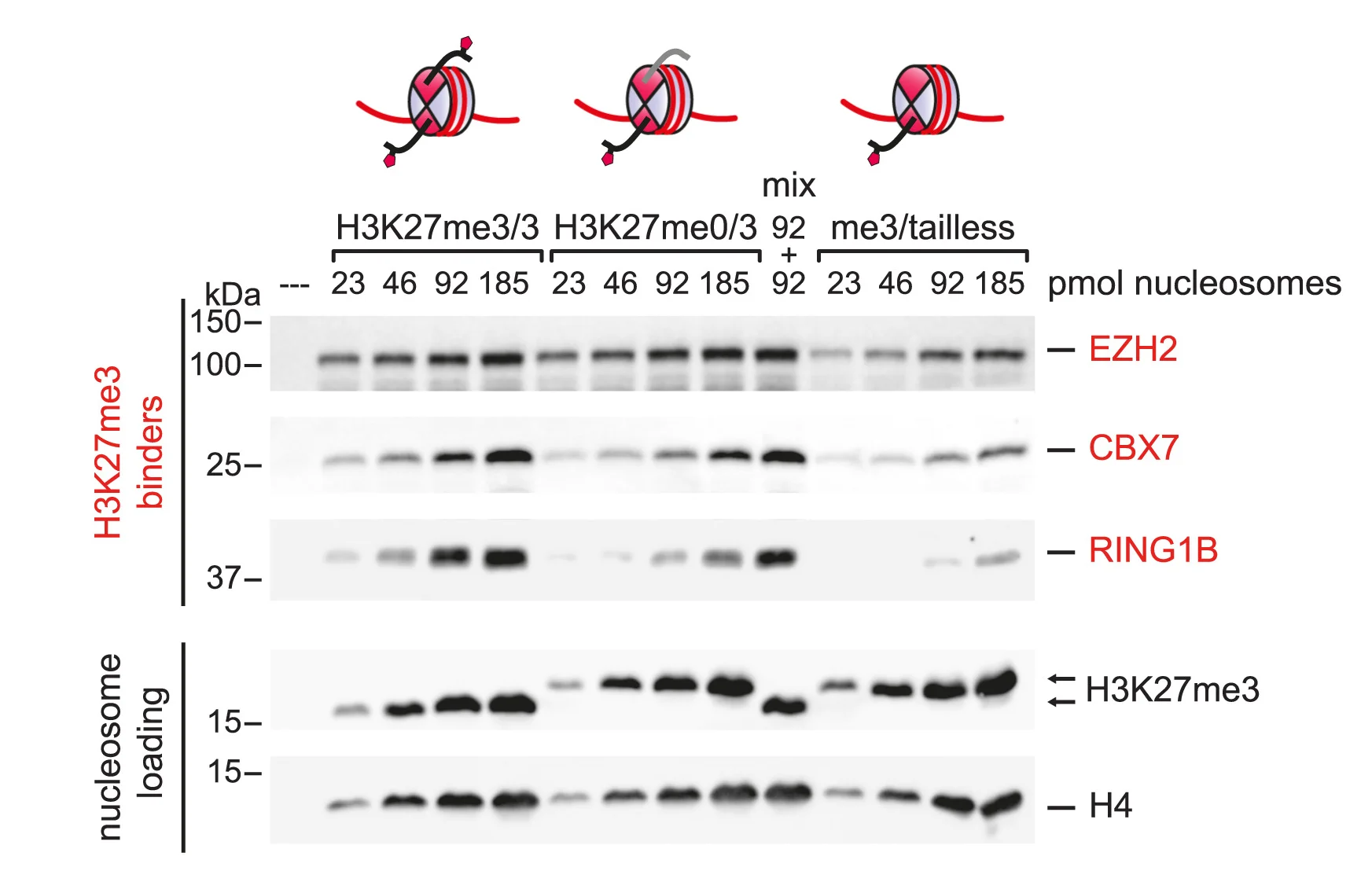 Open access visualization of Gel, Western Blot, Pull-Down Assay, Nucleosomes