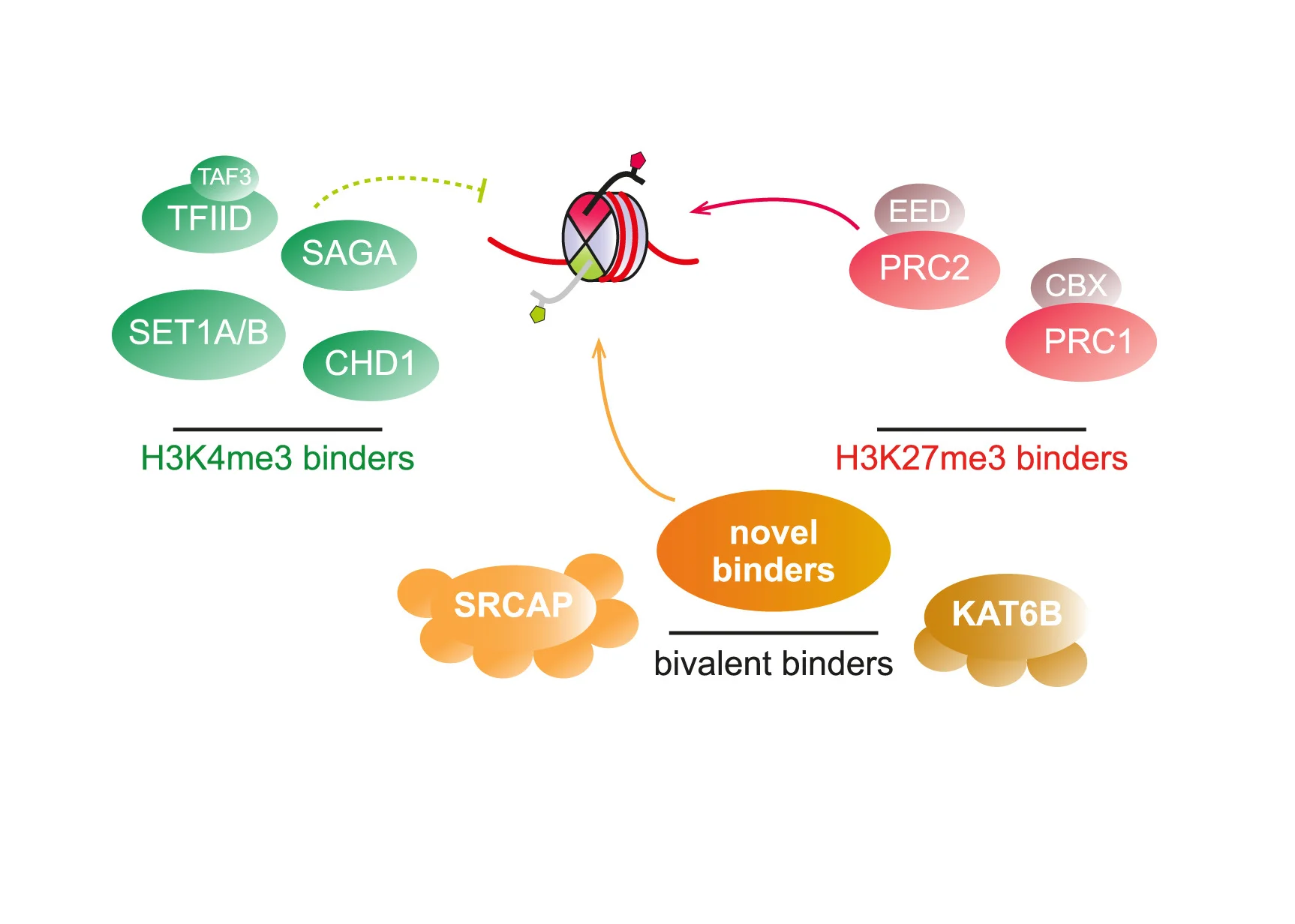 Open access visualization of Workflow, Illustration, Model, Nucleosomes, H3K27me3 Binders