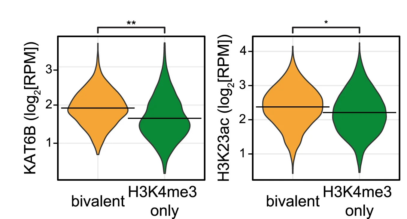 Open access visualization of Violin Plot, Violin Plots, KAT6B, H3K23ac, Bivalent Promoters