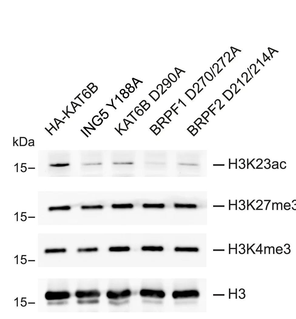 Open access visualization of Gel, Western Blot, H3K23ac, H3K27me3, H3K4me3