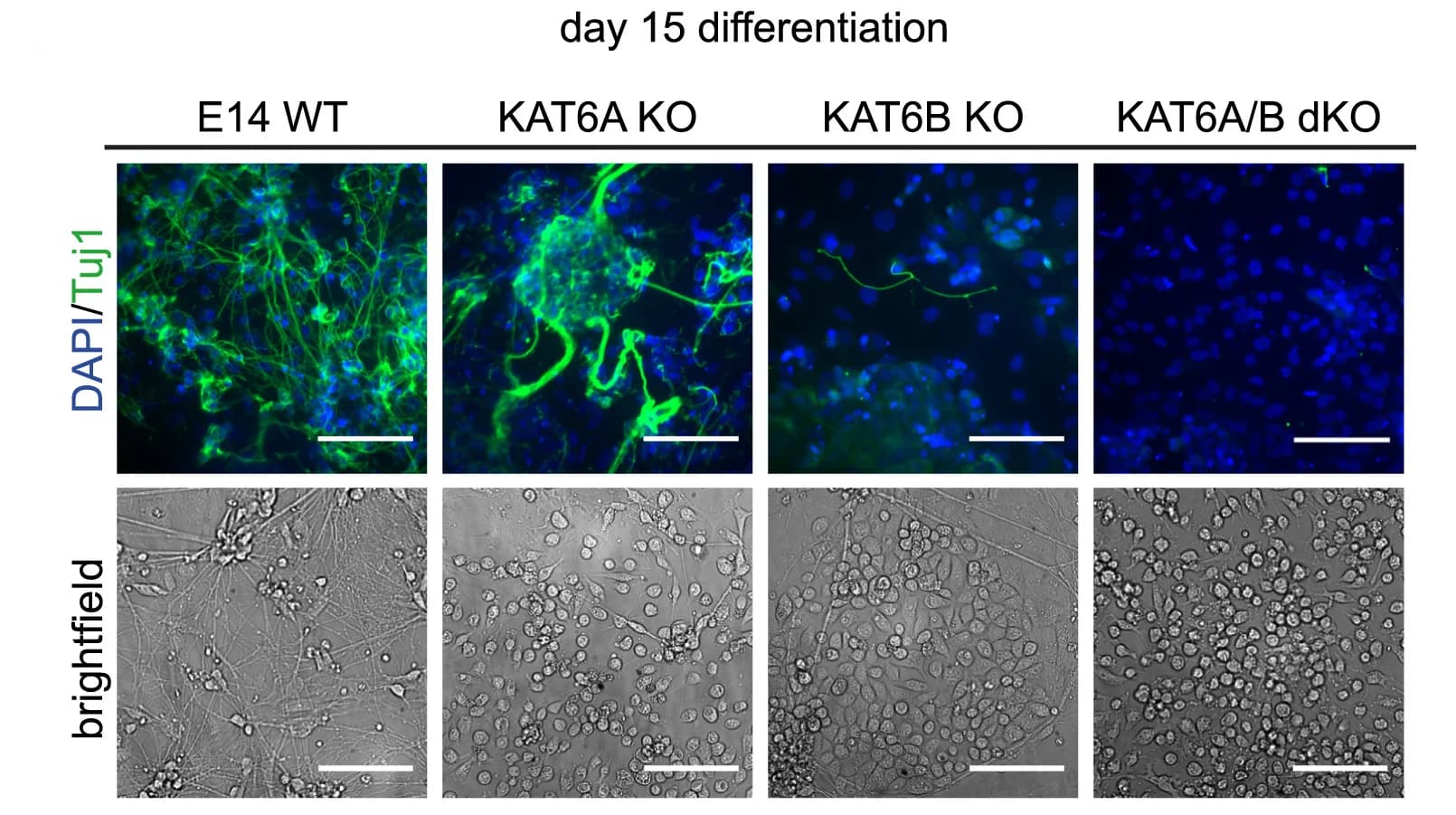 Open access visualization of Microscopy, Immunofluorescence Staining, Brightfield Images, Neuronal Differentiation