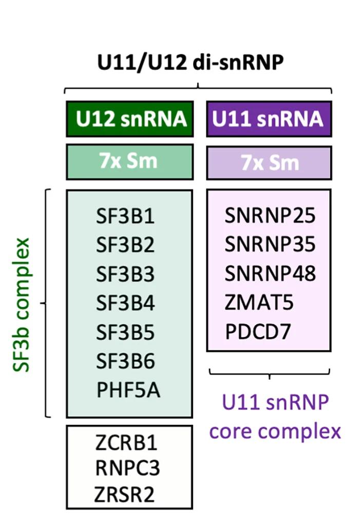 Open access visualization of Workflow, Flowchart, Illustration, U11/U12 di-snRNP, snRNP