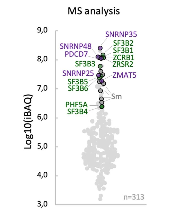 Open access visualization of Scatter Plot, Mass Spectrometry, U11/U12 di-snRNP, snRNP