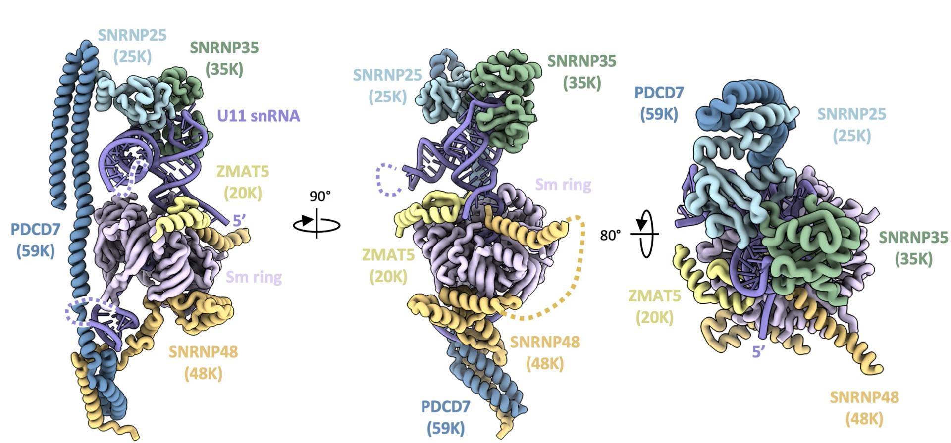 Open access visualization of Protein Structure, Cryo-EM, U11 snRNP, snRNP