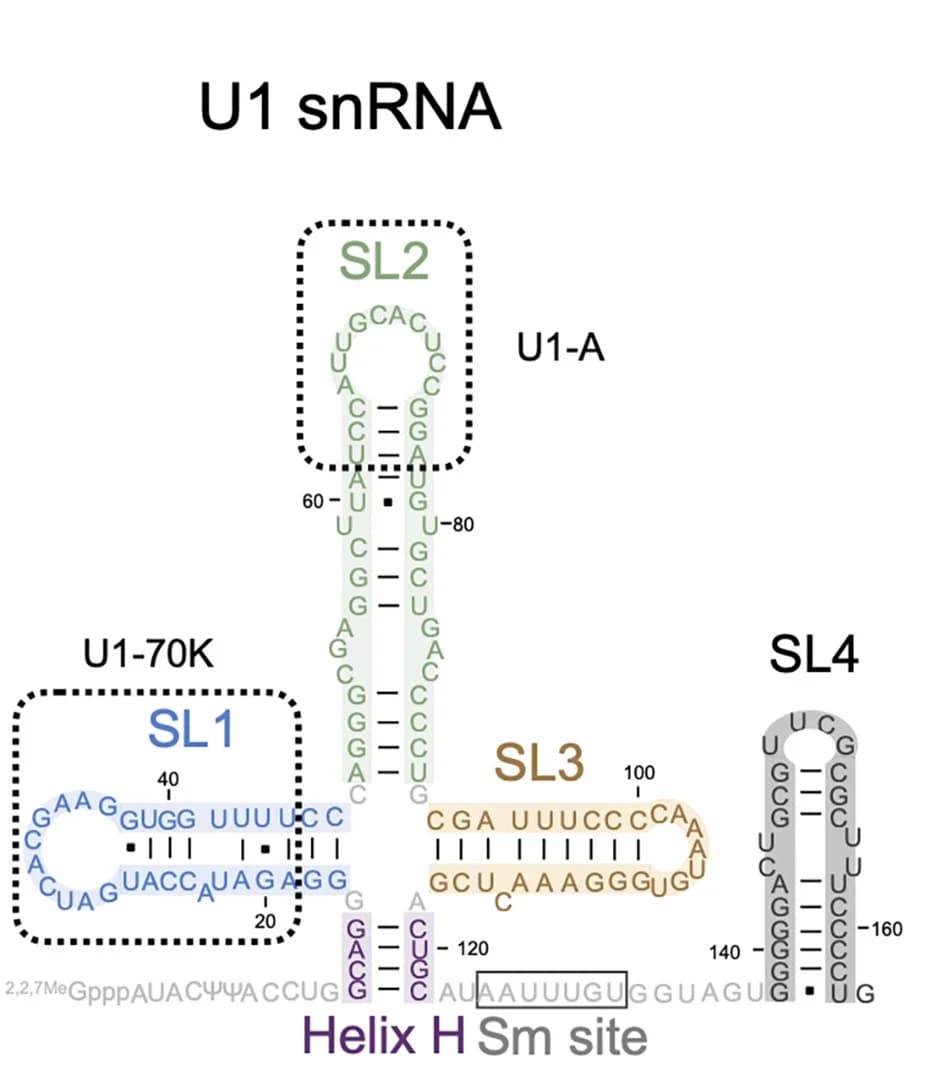 Open access visualization of Illustration, Chemical Structure, Secondary Structure, U1 snRNA