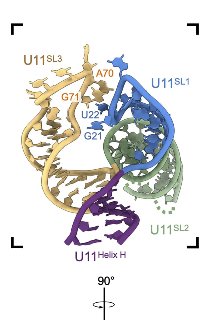 Open access visualization of Protein Structure, Chemical Structure, Stacking Interaction, Bases, SL1