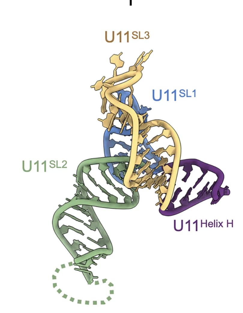 Open access visualization of Protein Structure, Chemical Structure, Rotated View, U11 snRNA