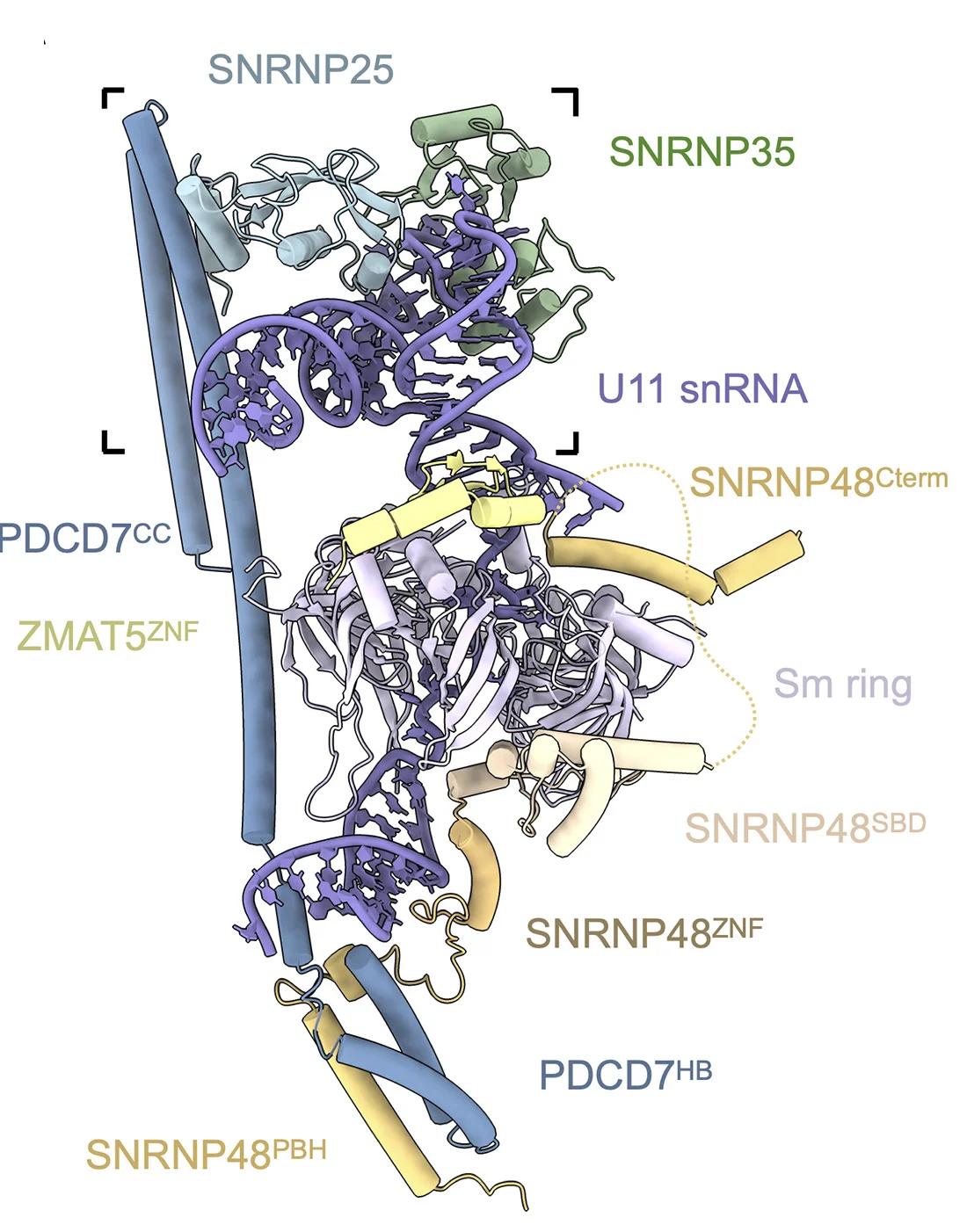 Open access visualization of Protein Structure, U11 snRNP, SNRNP25, SNRNP35