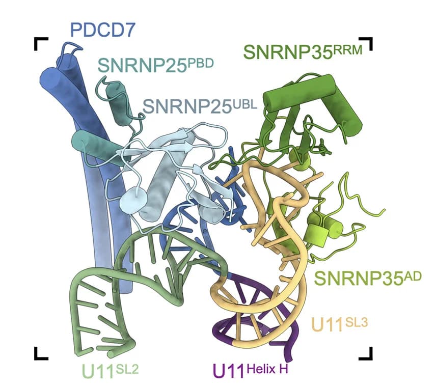 Open access visualization of Protein Structure, Chemical Structure, SNRNP25, SNRNP35, U11SL1