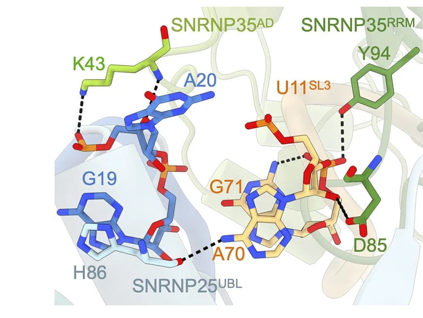 Open access visualization of Protein Structure, Chemical Structure, SNRNP25, SNRNP35, U11 snRNA