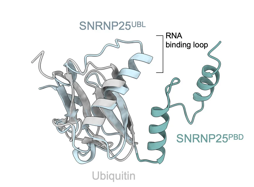 Open access visualization of Protein Structure, SNRNP25UBLdomain, Ubiquitin Fold