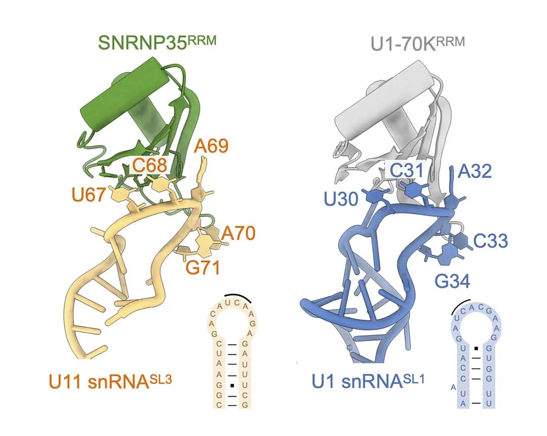 Open access visualization of Protein Structure, Chemical Structure, RNA-RRM, SNRNP35, U11SL3