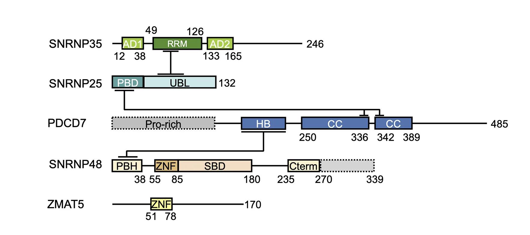 Open access visualization of Workflow, U11 snRNP, AD1, AD2, RRM