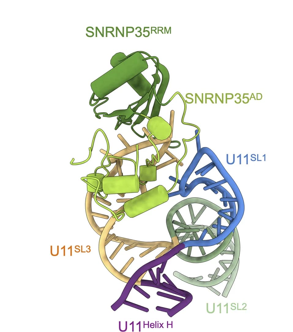 Open access visualization of Protein Structure, Chemical Structure, U11SL1, U11SL3, SNRNP35
