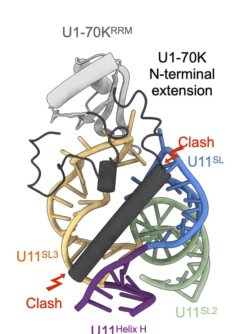Open access visualization of Protein Structure, Chemical Structure, U1-70K, U11 snRNA, U11SL1