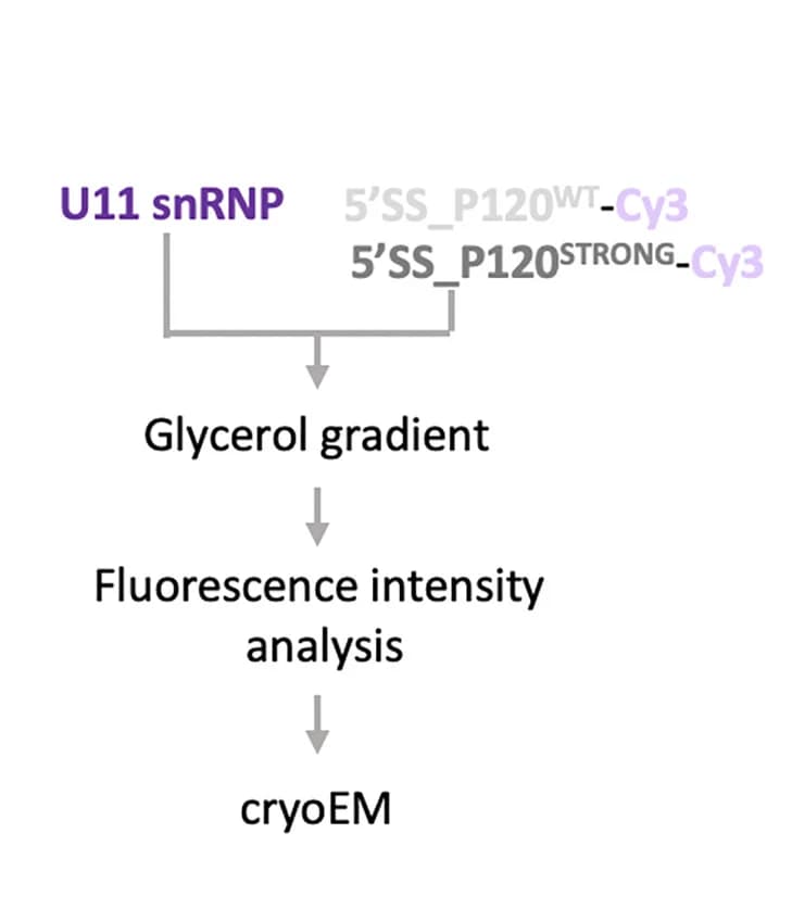 Open access visualization of Workflow, Flowchart, In Vitro, Reconstitution Experiment
