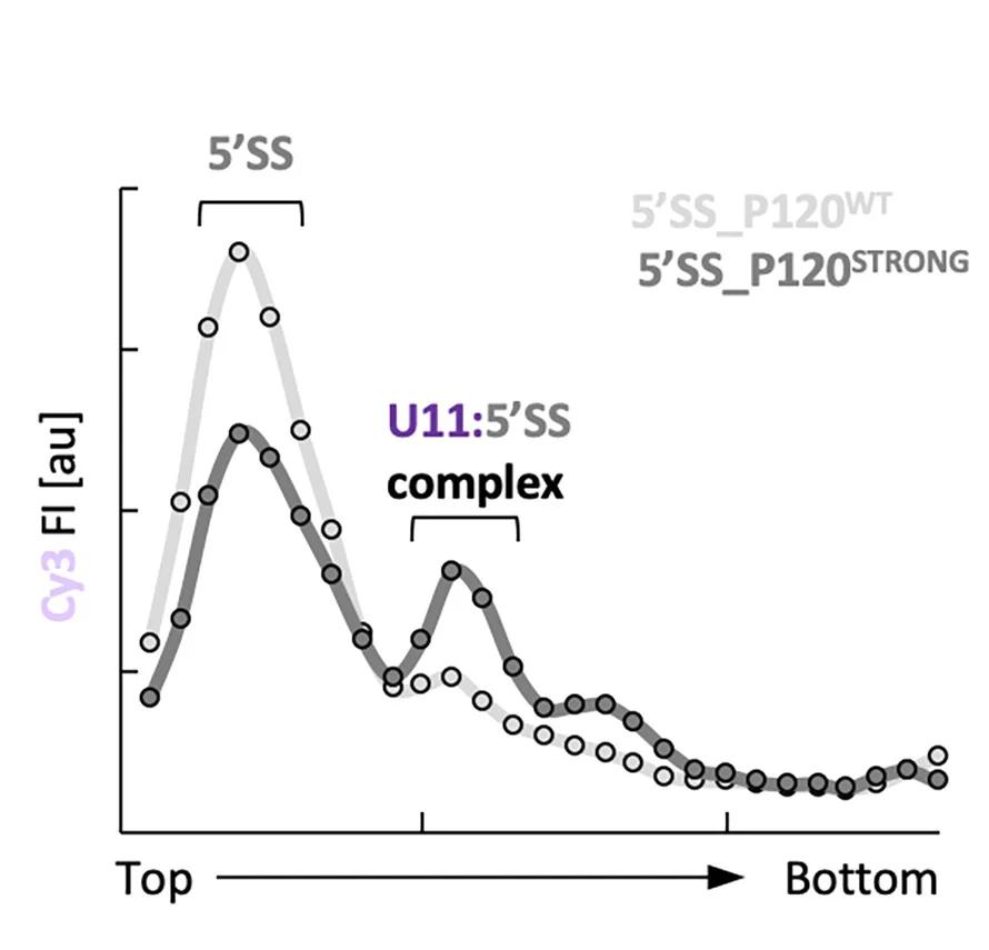 Open access visualization of Line Plot, Glycerol Gradient, Fractionation, U11 snRNP