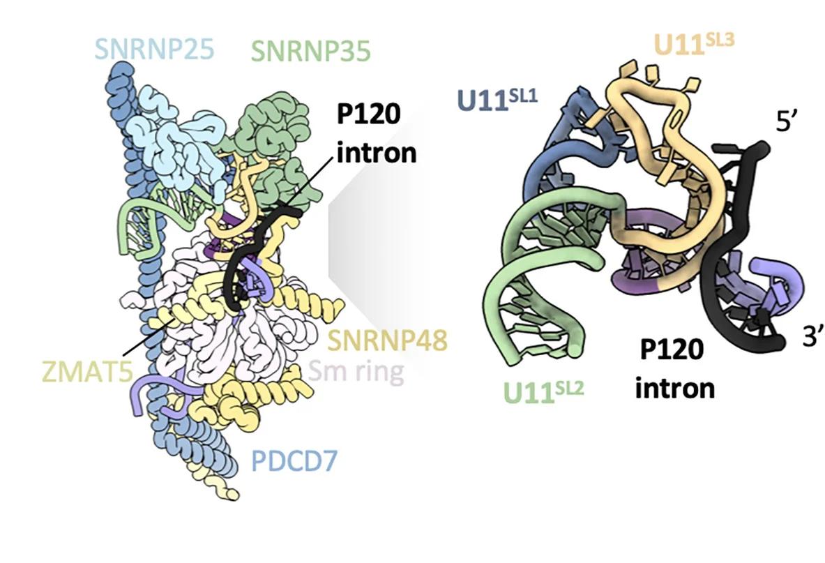 Open access visualization of Protein Structure, Chemical Structure, Structure, Substrate, U11 snRNP