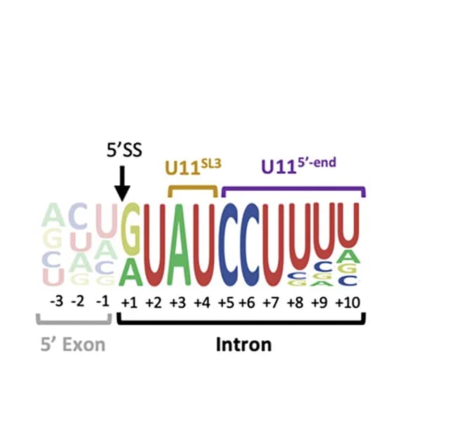 Open access visualization of Illustration, Consensus Sequence, U12 Type 5'SS, U11 snRNA