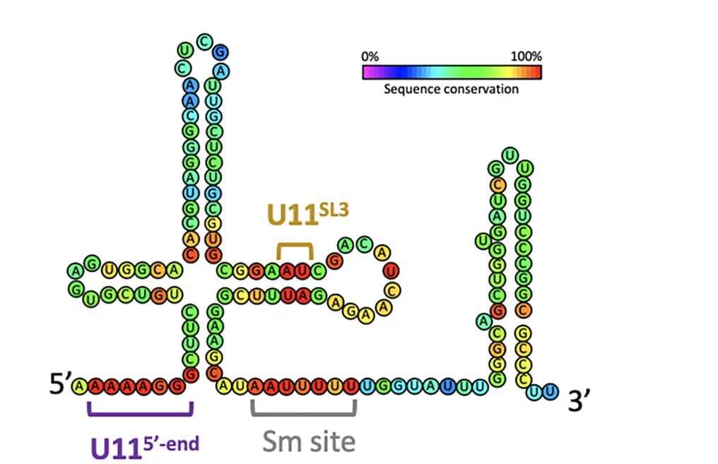 Open access visualization of Illustration, Chemical Structure, U11 snRNA, Sequence Conservation, RNA Secondary Structure