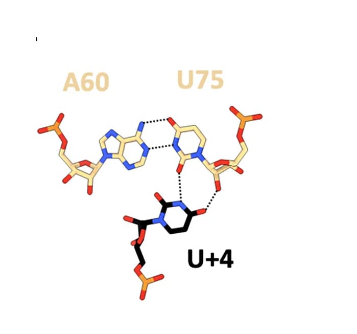 Open access visualization of Chemical Structure, Non Canonical Base Triple, 5'SS, U11SL3