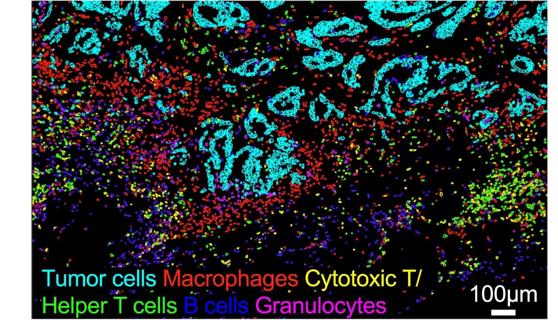 Open access visualization of Microscopy, Phenotype Map, Cell Types, Spatial Distribution