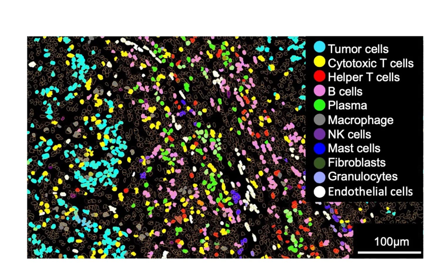 Open access visualization of Microscopy, Cellular Classification, Masks