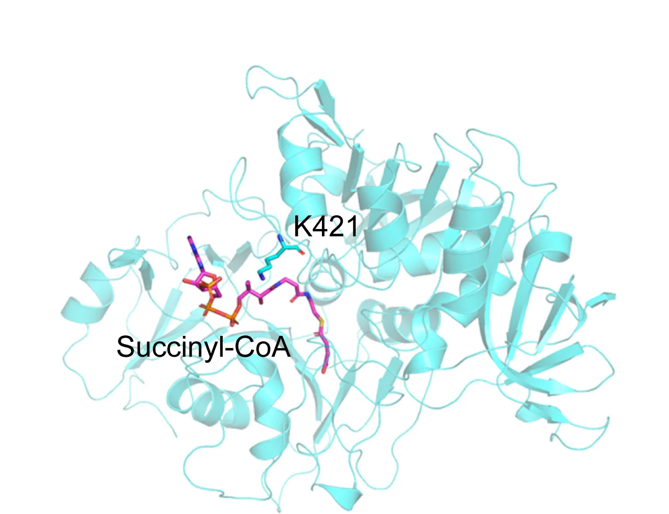 Open access visualization of Protein Structure, Chemical Structure, Human OXCT1, Succinyl-CoA
