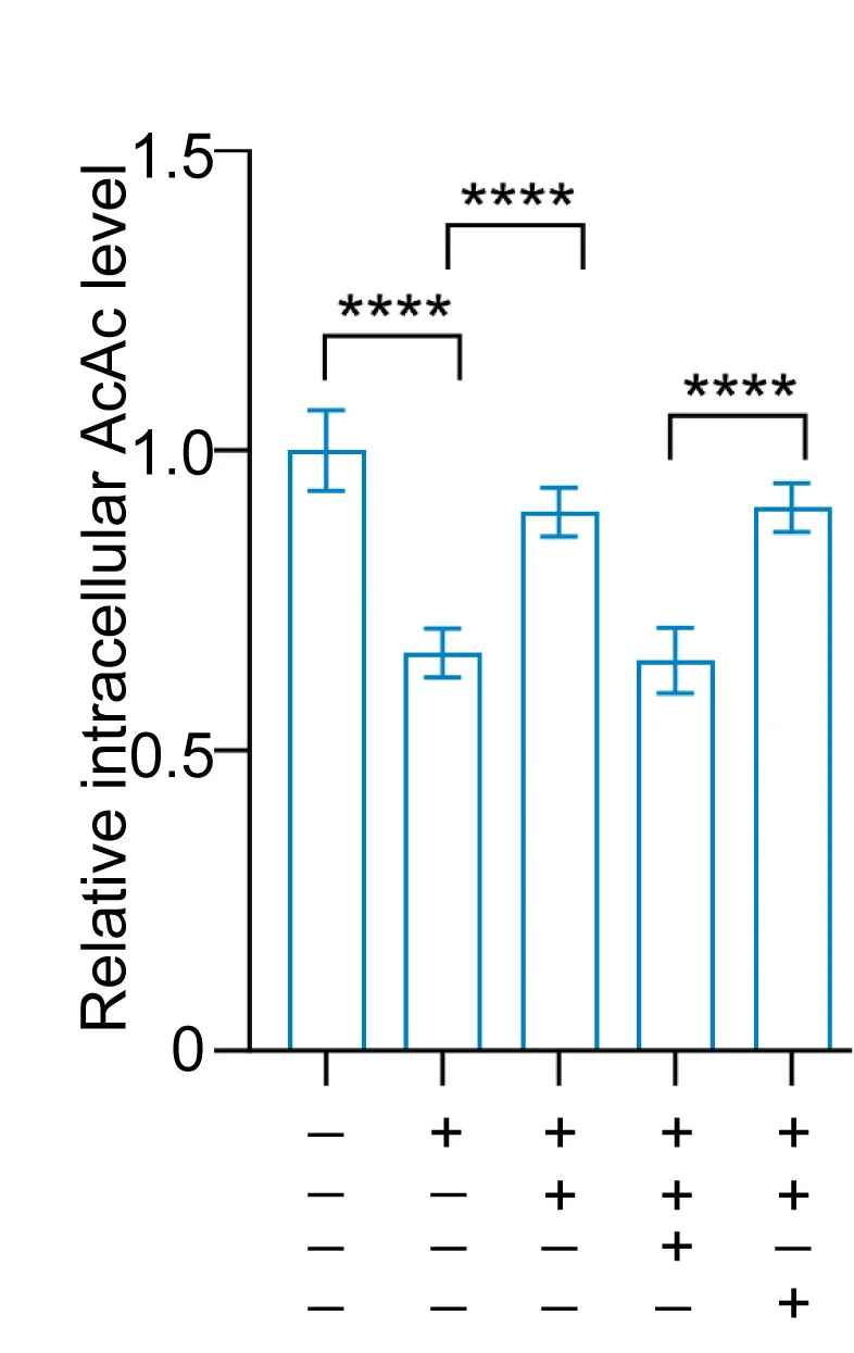 Open access visualization of Bar Plot, Error Bars, Huh7 Cells, SUCLA2 Depletion, rSUCLA2